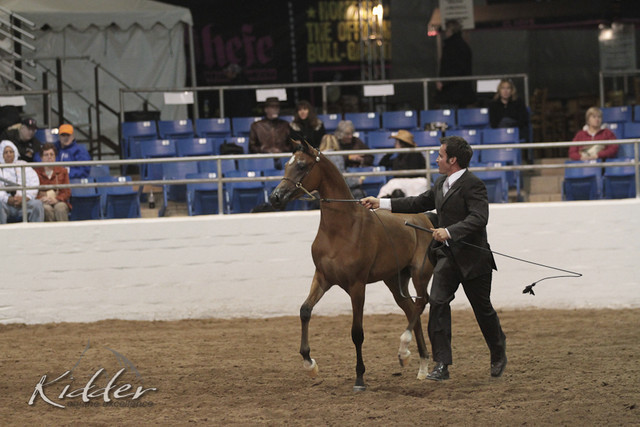 2012 Scottsdale Show Photos | Kidder Equine