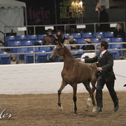 2012 Scottsdale Show Photos | Kidder Equine