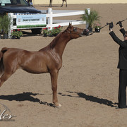 2012 Scottsdale Show Photos | Kidder Equine