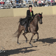 2012 Scottsdale Show Photos | Kidder Equine