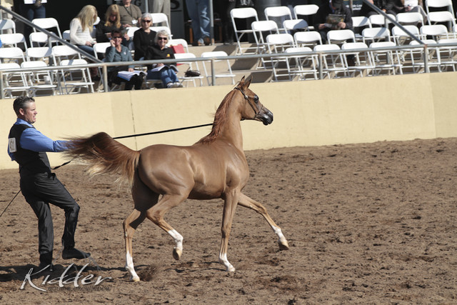 2012 Scottsdale Show Photos | Kidder Equine