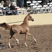 2012 Scottsdale Show Photos | Kidder Equine