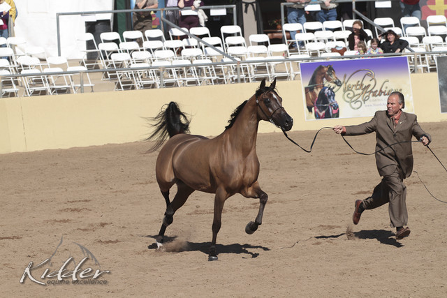 2012 Scottsdale Show Photos | Kidder Equine