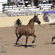 2012 Scottsdale Show Photos | Kidder Equine