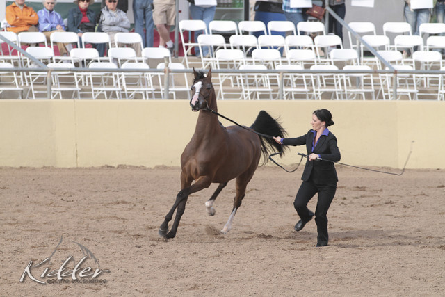 2012 Scottsdale Show Photos | Kidder Equine