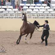 2012 Scottsdale Show Photos | Kidder Equine