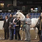 2012 Scottsdale Show Photos | Kidder Equine
