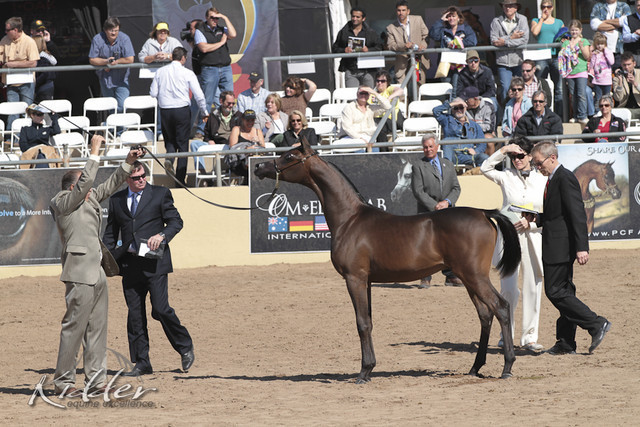 2012 Scottsdale Show Photos | Kidder Equine