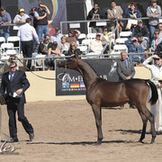 2012 Scottsdale Show Photos | Kidder Equine