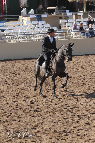 2012 Scottsdale Show Photos | Kidder Equine