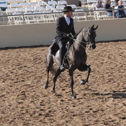 2012 Scottsdale Show Photos | Kidder Equine