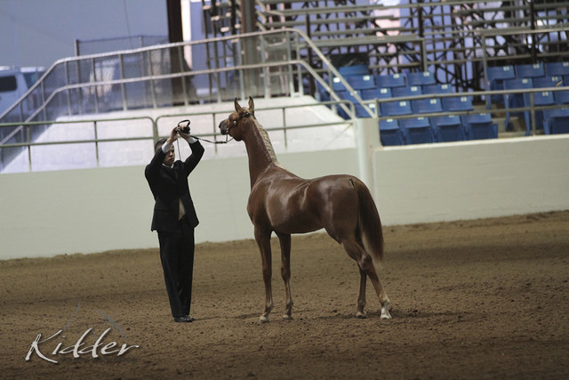 2012 Scottsdale Show Photos | Kidder Equine