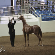 2012 Scottsdale Show Photos | Kidder Equine