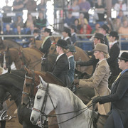 2012 Scottsdale Show Photos | Kidder Equine