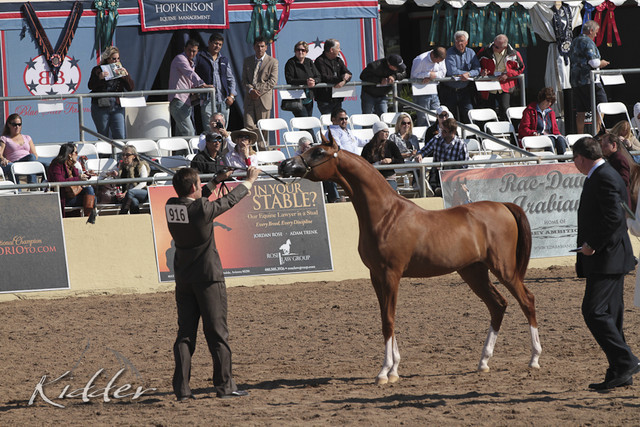 2012 Scottsdale Show Photos | Kidder Equine