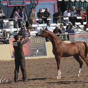 2012 Scottsdale Show Photos | Kidder Equine