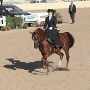 2012 Scottsdale Show Photos | Kidder Equine