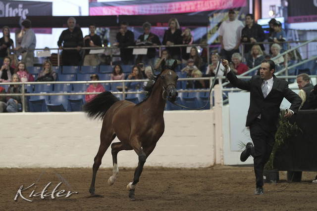 2012 Scottsdale Show Photos | Kidder Equine