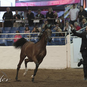 2012 Scottsdale Show Photos | Kidder Equine