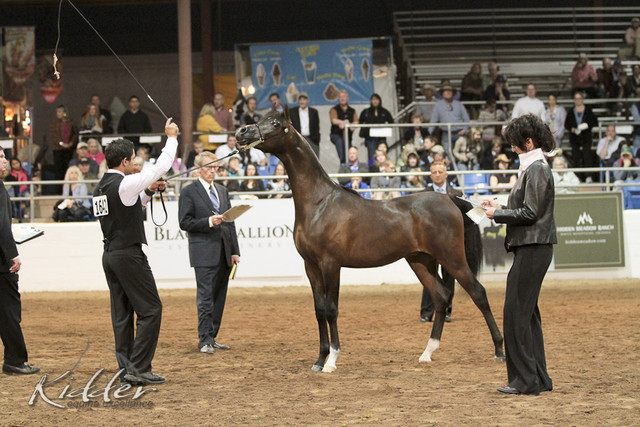 2012 Scottsdale Show Photos | Kidder Equine