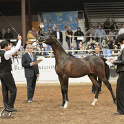 2012 Scottsdale Show Photos | Kidder Equine