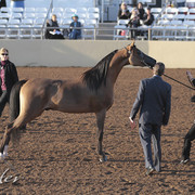 2012 Scottsdale Show Photos | Kidder Equine