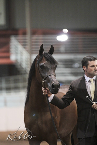 2012 Scottsdale Show Photos | Kidder Equine