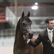 2012 Scottsdale Show Photos | Kidder Equine