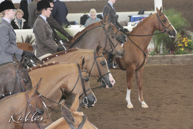 2012 Scottsdale Show Photos | Kidder Equine