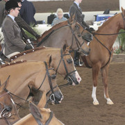 2012 Scottsdale Show Photos | Kidder Equine