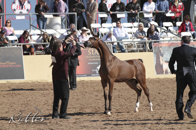 2012 Scottsdale Show Photos | Kidder Equine