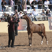 2012 Scottsdale Show Photos | Kidder Equine
