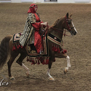 2012 Scottsdale Show Photos | Kidder Equine