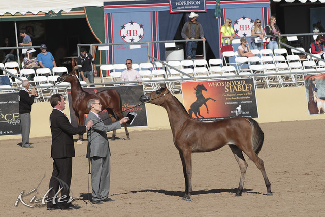 2012 Scottsdale Show Photos | Kidder Equine