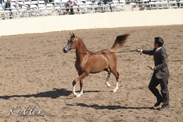 2012 Scottsdale Show Photos | Kidder Equine