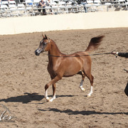 2012 Scottsdale Show Photos | Kidder Equine