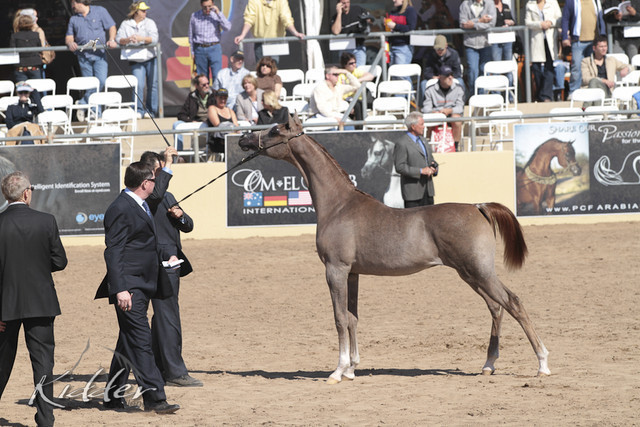 2012 Scottsdale Show Photos | Kidder Equine
