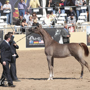 2012 Scottsdale Show Photos | Kidder Equine