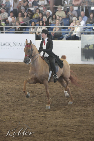 2012 Scottsdale Show Photos | Kidder Equine