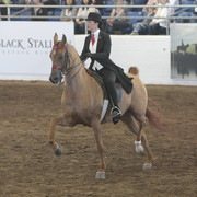 2012 Scottsdale Show Photos | Kidder Equine
