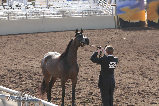 2012 Scottsdale Show Photos | Kidder Equine