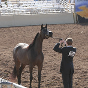2012 Scottsdale Show Photos | Kidder Equine