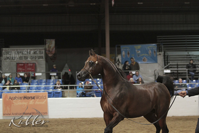 2012 Scottsdale Show Photos | Kidder Equine