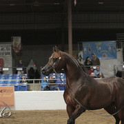 2012 Scottsdale Show Photos | Kidder Equine