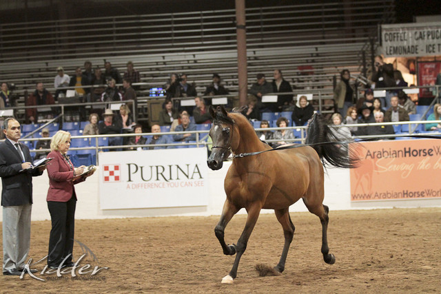 2012 Scottsdale Show Photos | Kidder Equine