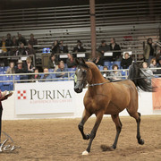 2012 Scottsdale Show Photos | Kidder Equine