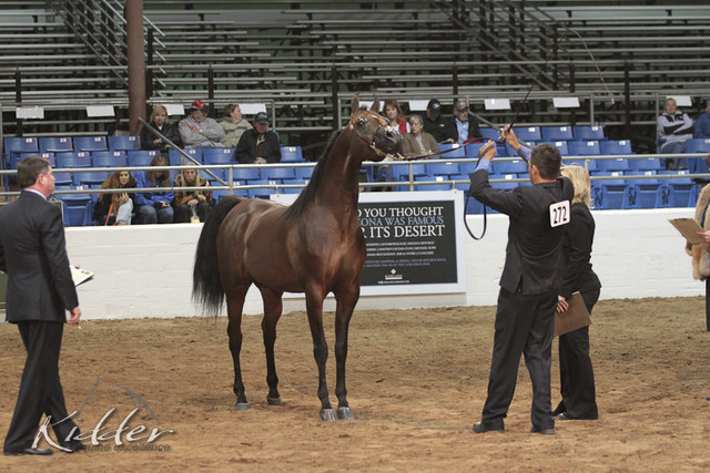 2012 Scottsdale Show Photos | Kidder Equine