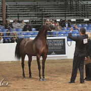2012 Scottsdale Show Photos | Kidder Equine