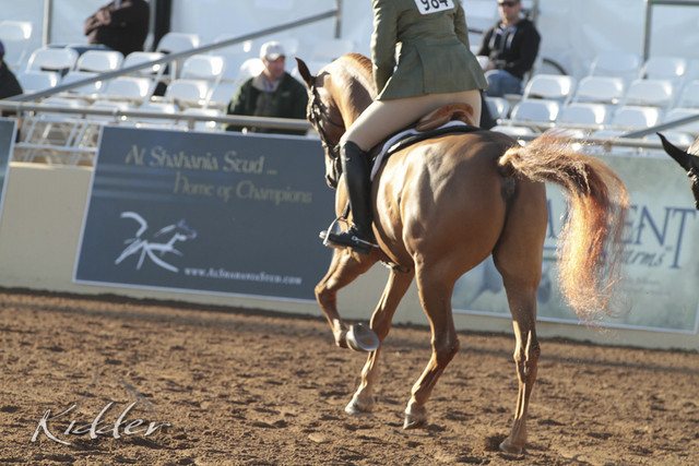 2012 Scottsdale Show Photos | Kidder Equine