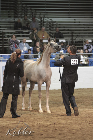 2012 Scottsdale Show Photos | Kidder Equine